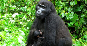 Bwindi Baby Gorilla