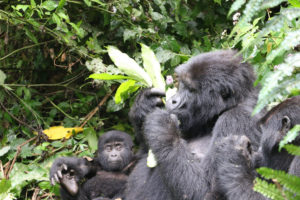 See Gorillas