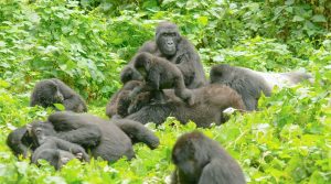 How Do Gorillas Spend a Day?