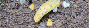 bwindi butterflies