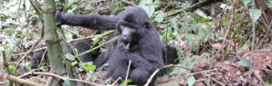 bwindi gorillas