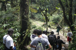 Bwindi NP Nature Walk