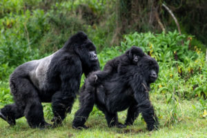 bwind gorilla trekking