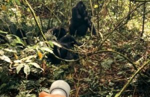 bwindi gorilla tracking