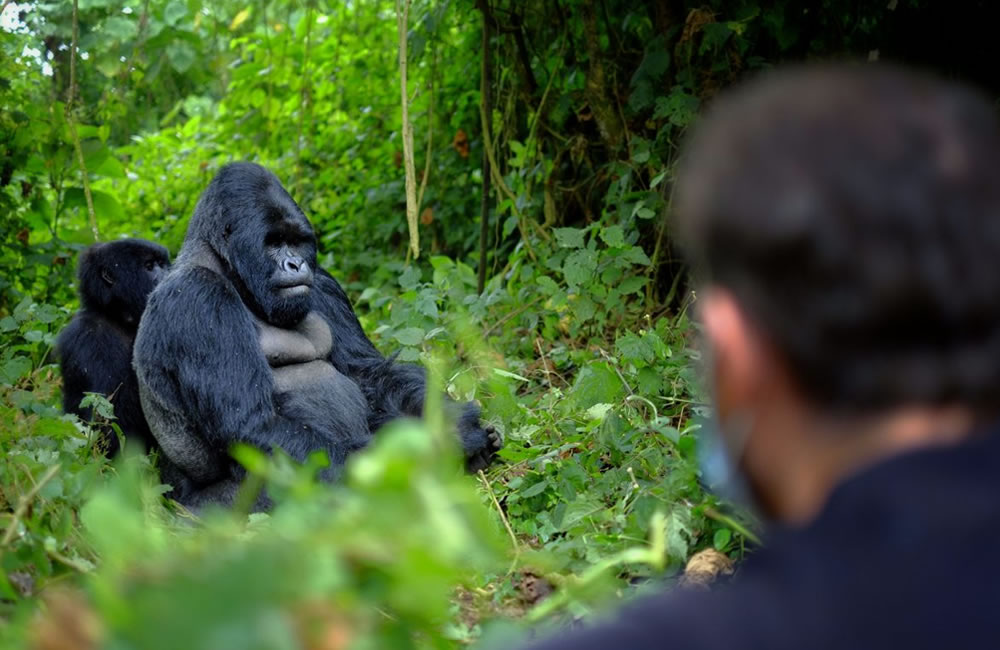 What to Expect on a Self Guided Gorilla Tour?
